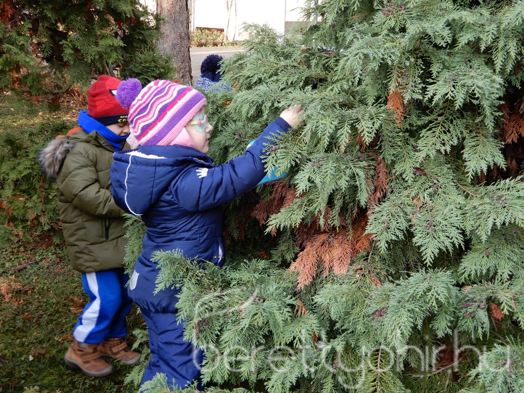 Fenyődíszítés a kórházban 05